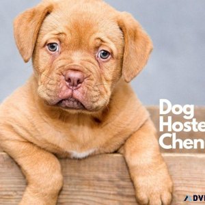 Dog Hostel and Pet Boarding Service in Chennai