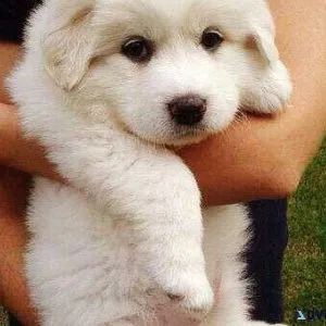 Jovial Great Pyrenees puppies