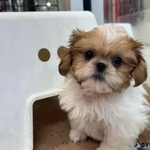 Lovely Shih Tzu Puppies