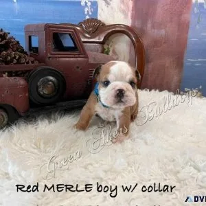 English Bulldog M Red MERLE blue collar CH lines