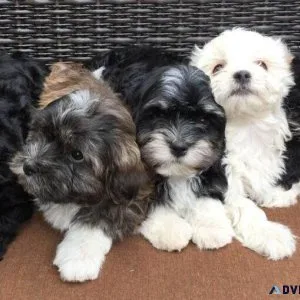 Elegant Havanes Puppies