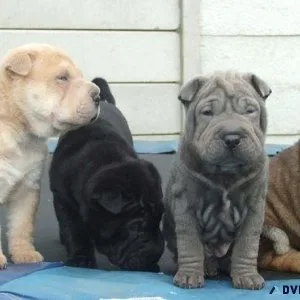 Lovely Shar Pei Puppies