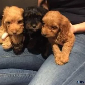 Lovely Cockapoo Puppies male and female