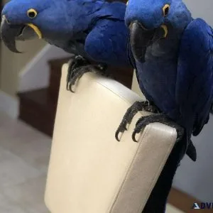 Bonded pair Hyacinth Macaws