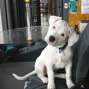 Dogo Argentino puppies