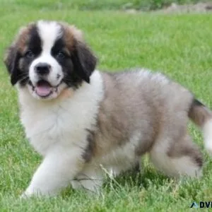 Top home raised Saint Bernard Puppies.