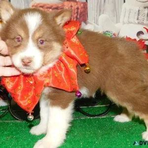 Chicago Pomsky Babies. Super Cute