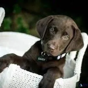 Chocolate Lab Puppies