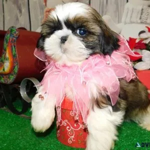 Chicago Shih Tzu Babies. NonsheddingAllergy Free.