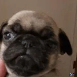 pug puppies more then cute