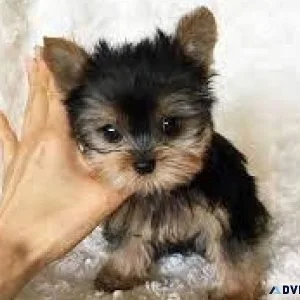 Purebred Toy Yorkie Puppies-AKC Registered