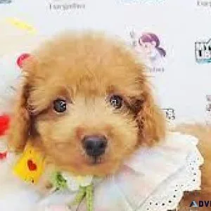 Toy poodle puppies (2 left)