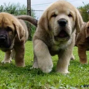 Cute Spanish Mastiff Puppies