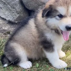 AKC Alaskan Malamute puppies