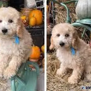 F2B Goldendoodle Pups mini size