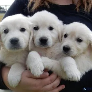 Golden Retriever Pupies