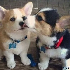 Welsh Corgi Puppies