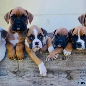 Boxer