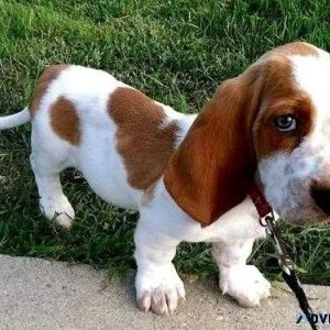 Basset Hound puppies