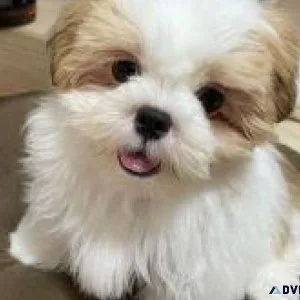 Shih Tzus