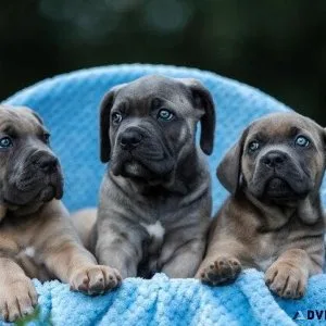 Cane Corso Puppies puppies