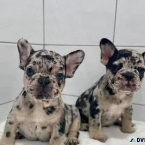 French Bulldog Puppies