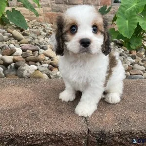 Cavachons