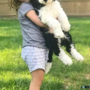 Sheepadoodles