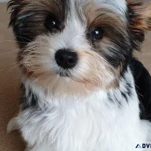 Biewer Terriers