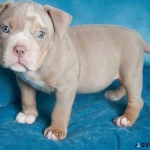 Pitbulls