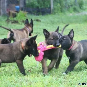 Belgian Malinois  Shepherd