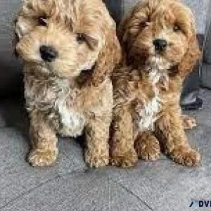 Cute Cockapoos