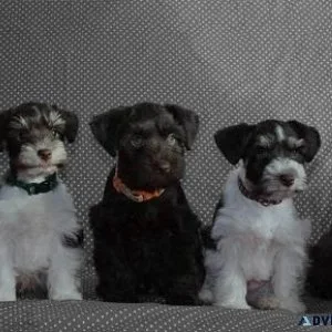 Schnauzer