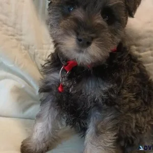 Miniature Schnauzers