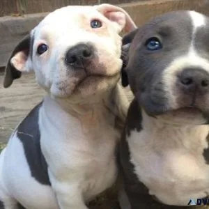 American Staffordshire Terrier