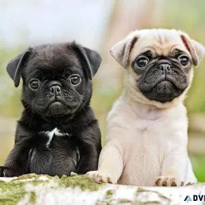 Pug Pups