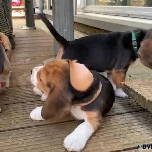 Beagels