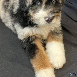 Cute Aussiedoodle Puppies