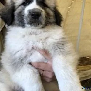 Great Pyrenees