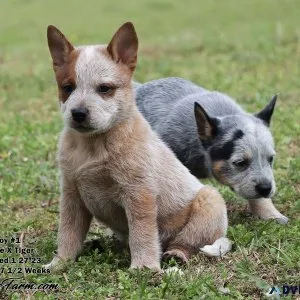 Australian Cattle Dog Puppies