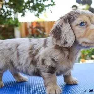 Dachshunds