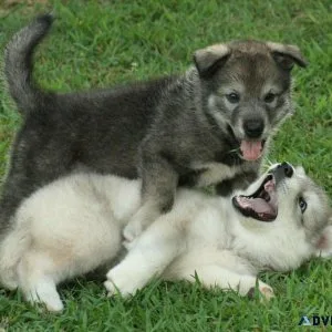 Wolf Hybrid