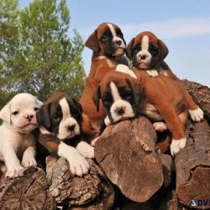 Adorable Boxers Pups