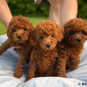teacup Poodles