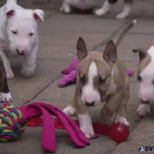Bull Terrier Puppies