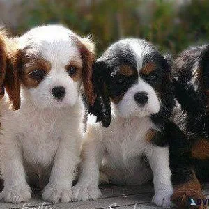 Cavalier King Charles Spaniel