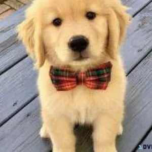 Healthy Golden Retrievers