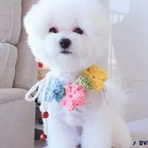 Bichon Frise Puppies