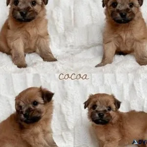 Toy shorkie puppies
