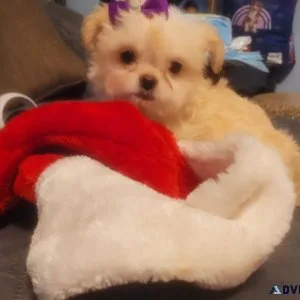 Shi Chi puppies